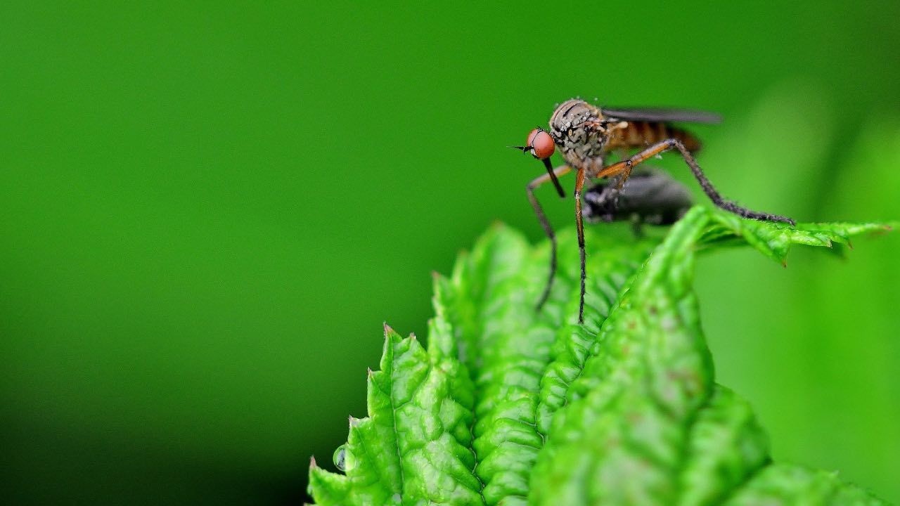 Rimedi naturali zanzare