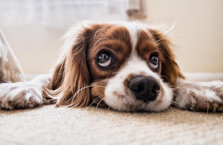 cane Cocker Spaniel