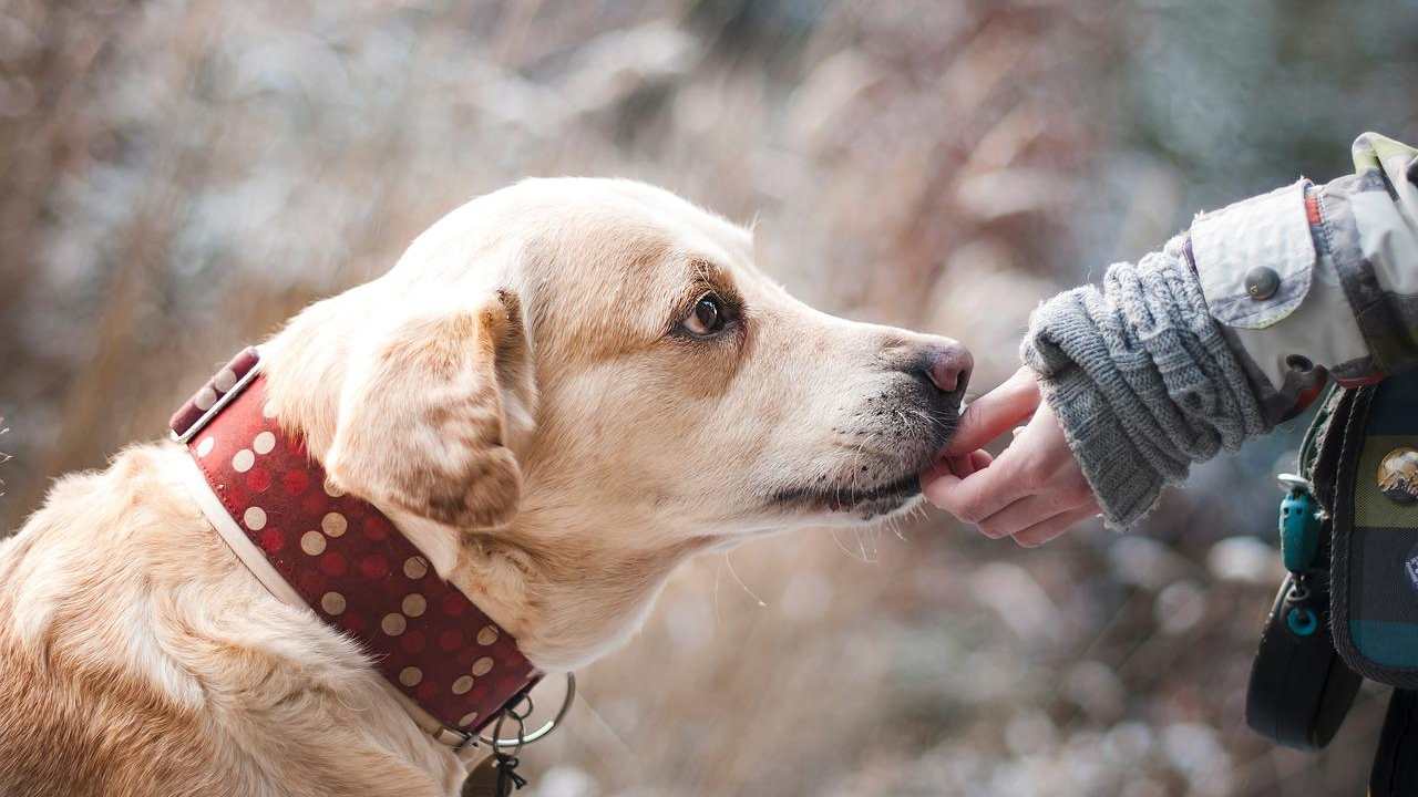 cane Labrador