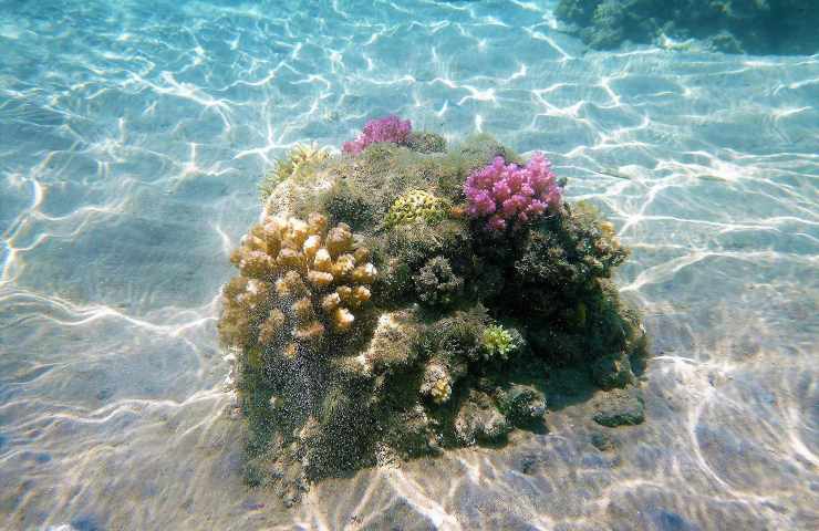 fondale ricci di mare