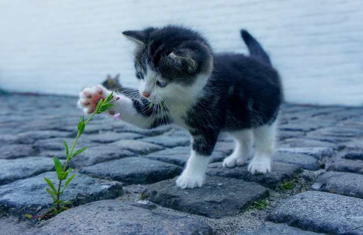 gatti lotta comportamento