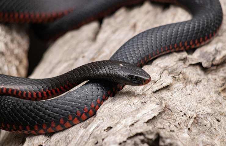 serpente pericolo bambini parco