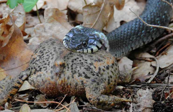 serpenti covo casa finestre