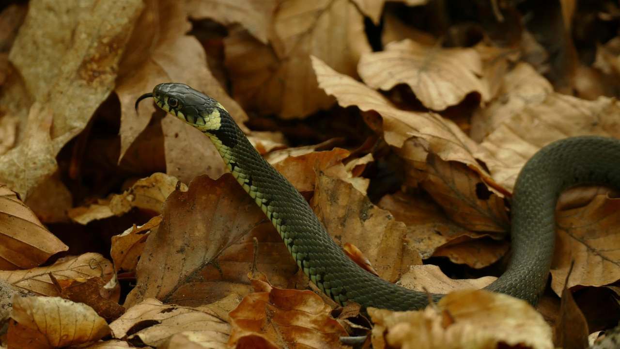 serpenti covo casa