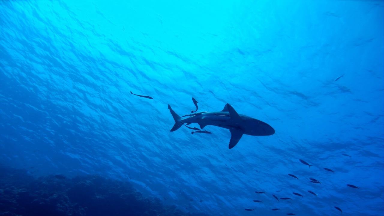 squalo foto pixaby