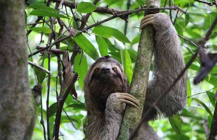 Nuova specie bradipo
