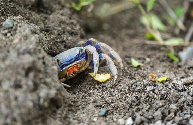 Granchio blu specie aliena ecosistema litorale romano laziale