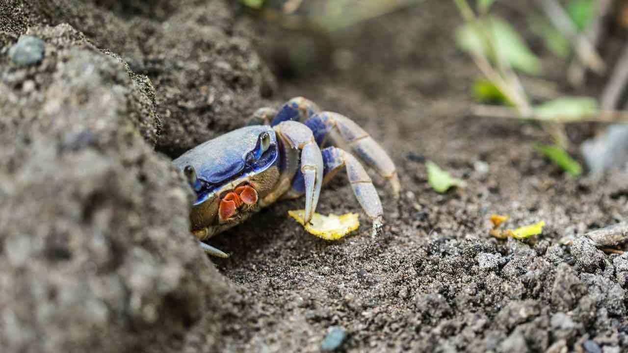 Granchio blu specie aliena ecosistema litorale romano laziale