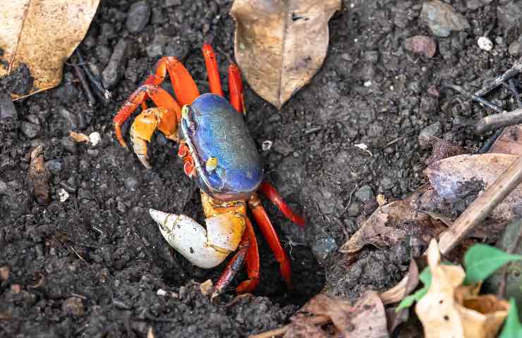 Granchio blu specie aliena ecosistema litorale romano laziale