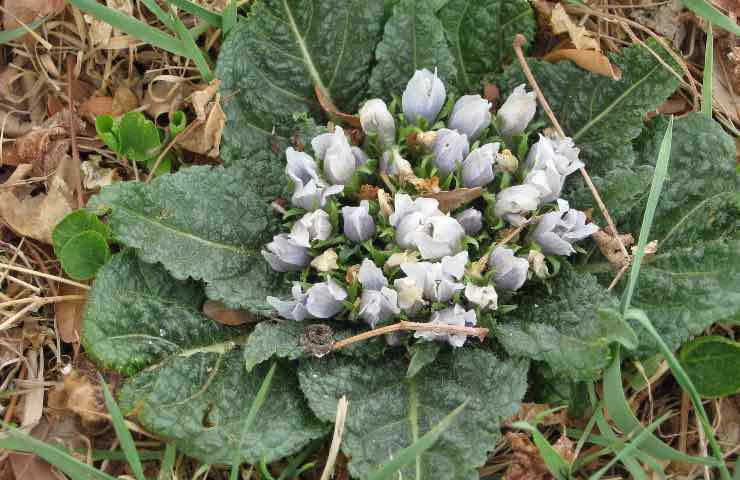 Mandragora Italia cos'è dov'è effetti sintomi