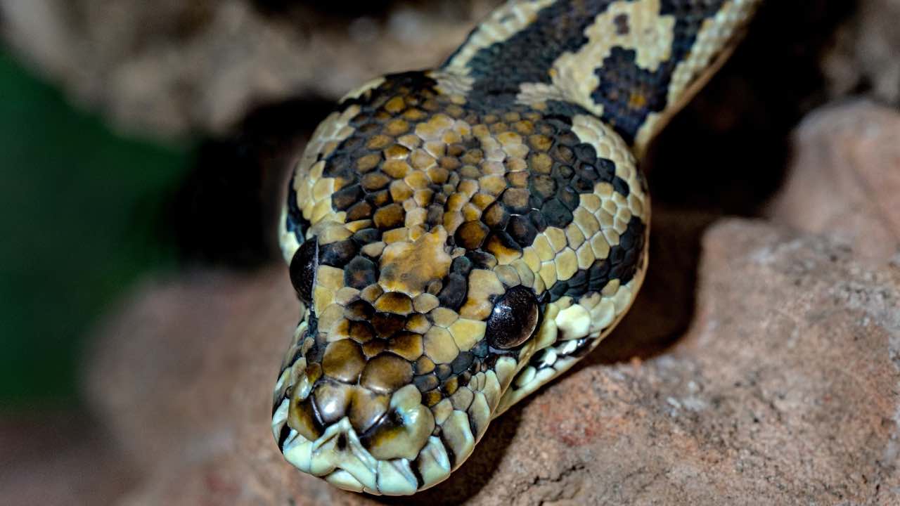 Avvistamento specie di serpente