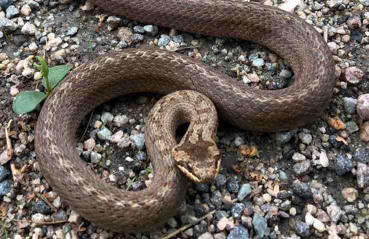 Avvistamento specie di serpente