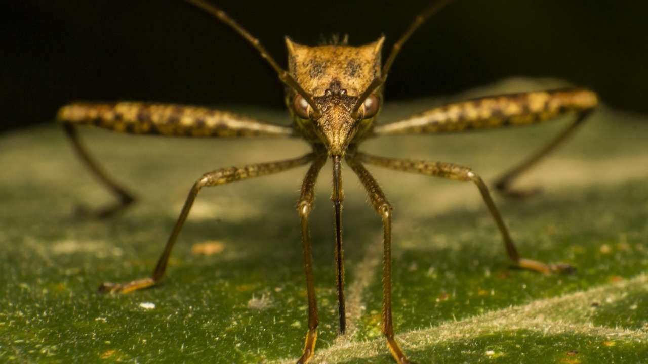 Zanzara (foto Pixaby)