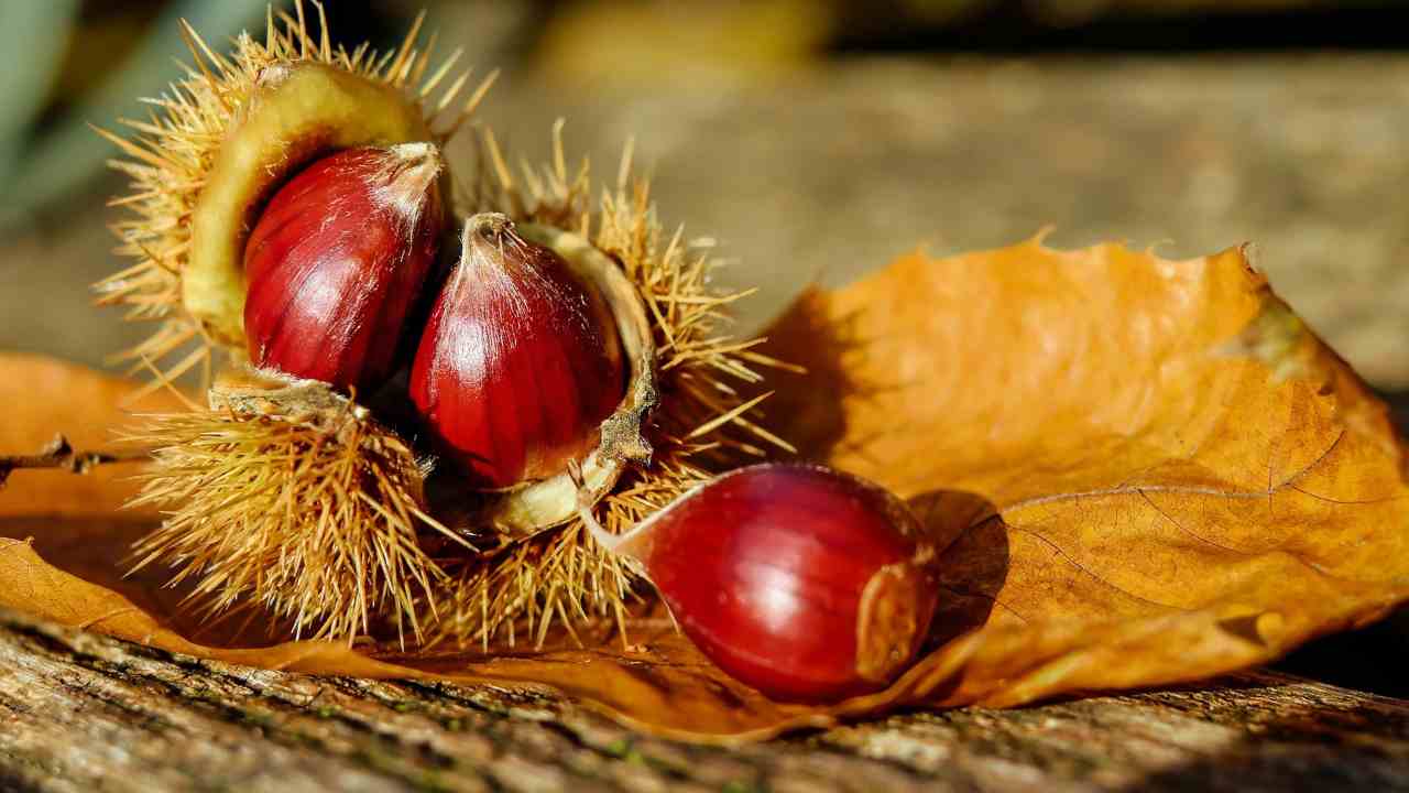 castagne foto pixaby