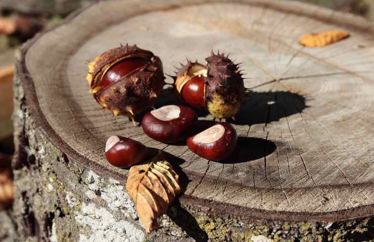 castagne foto pixaby