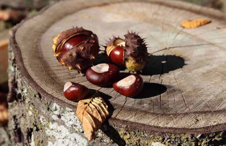 Castagne versatili e ottime