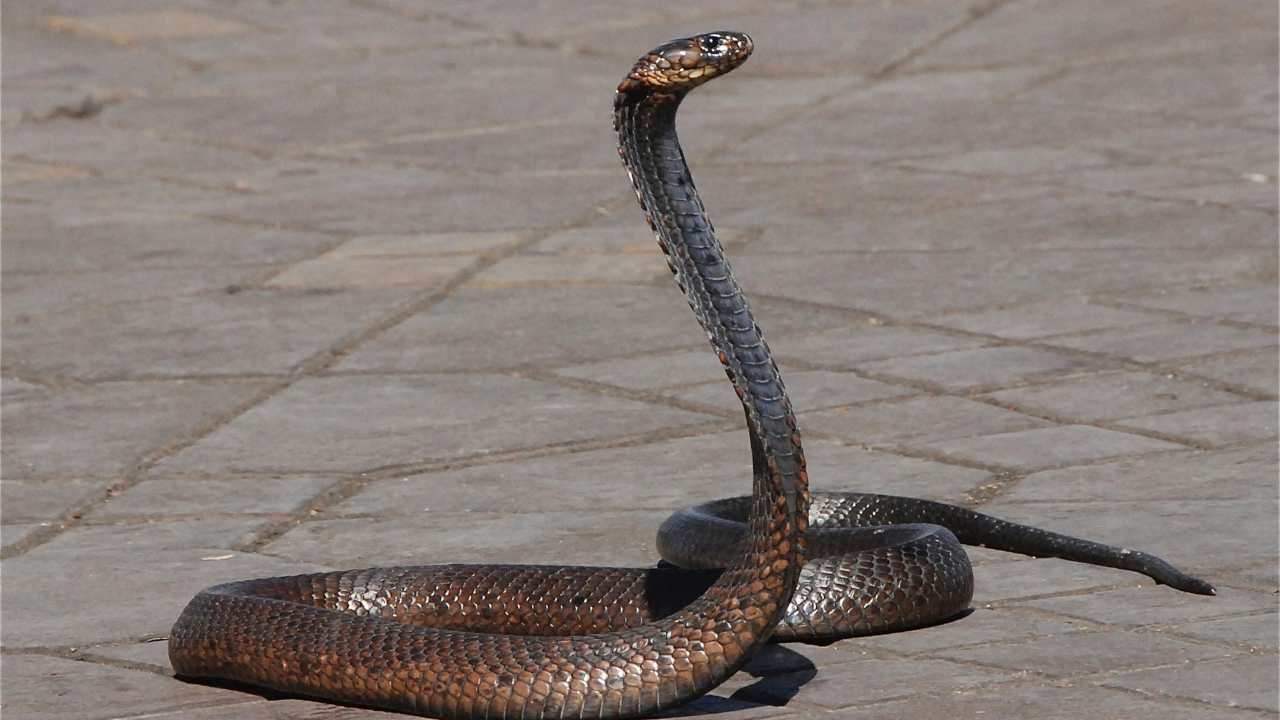 serpente asilo foto pixaby