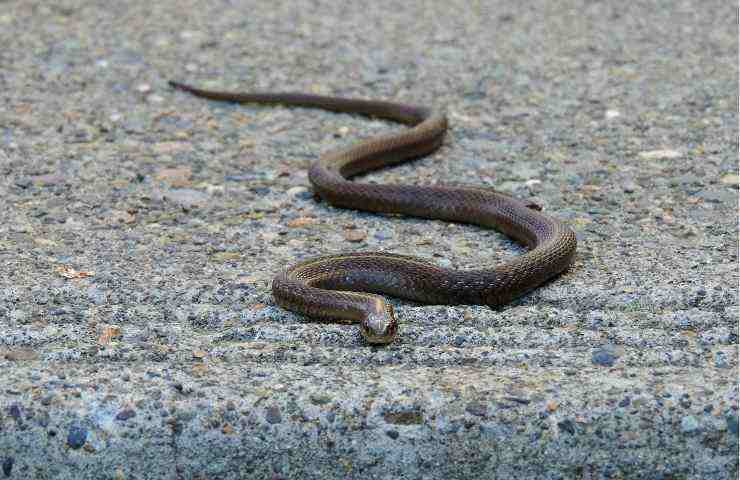 serpente foto pixaby