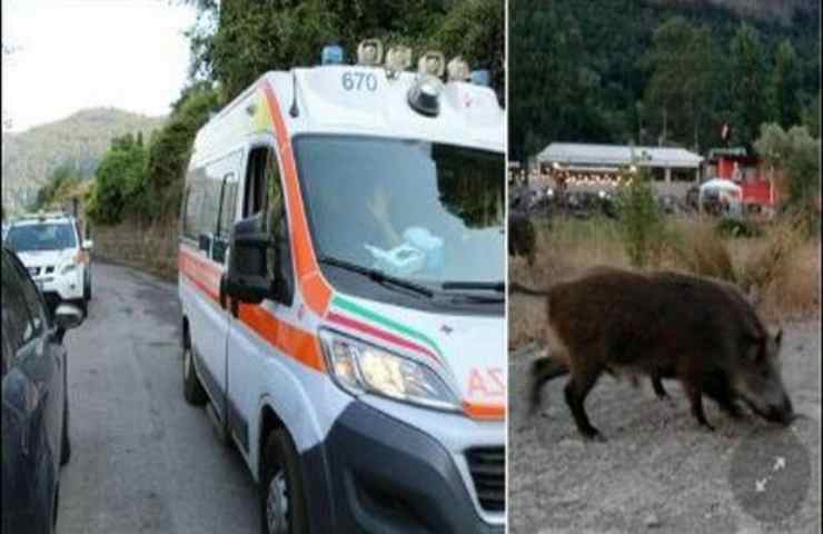 Cinghiale selvatico ha sbranato 92enne 