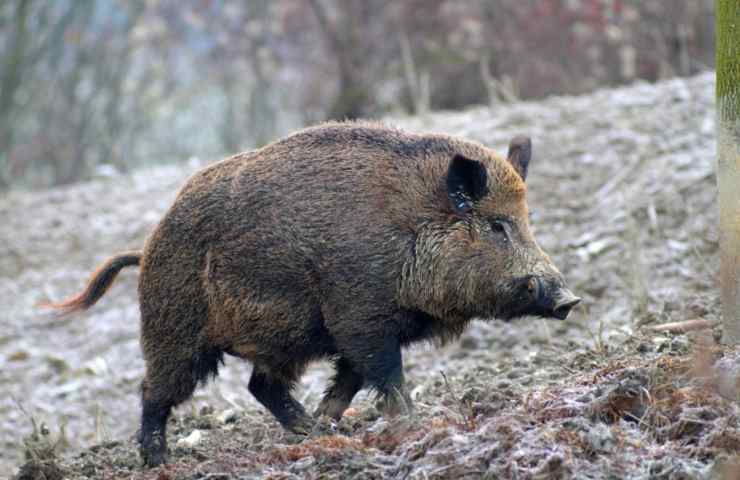 Cinghiale selvatico ha sbranato 92enne 