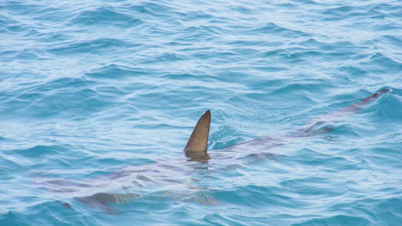 Squalo attacca pescatori barca