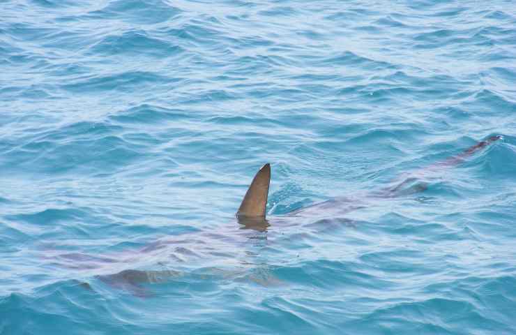 Squalo attacca pescatori barca