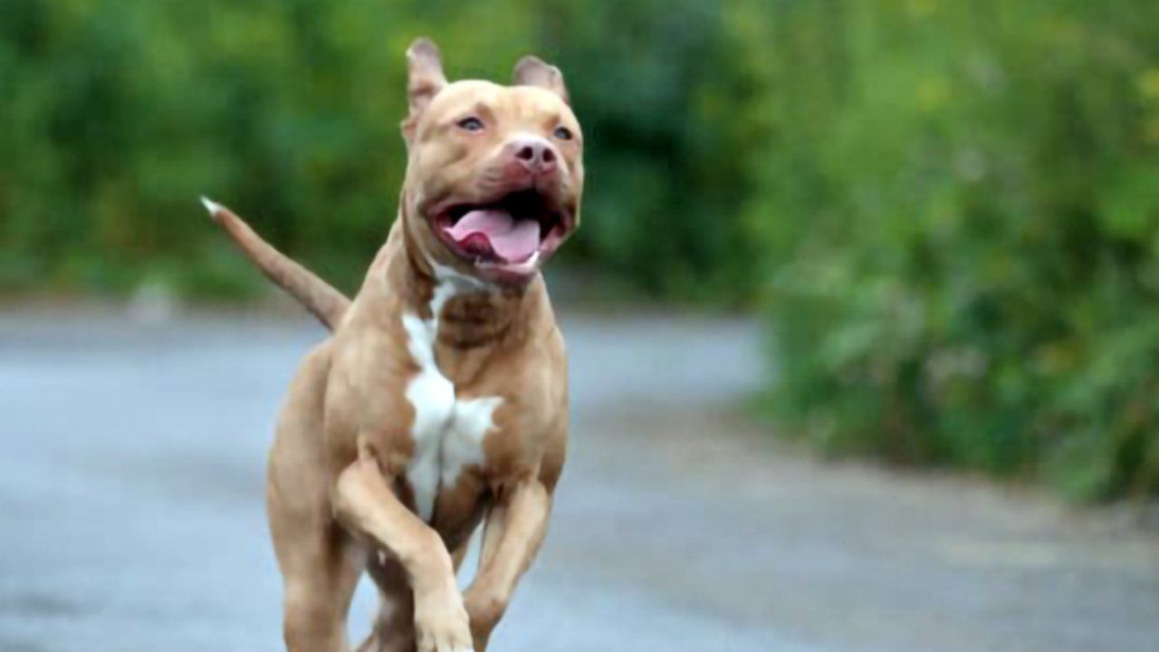 Pitbull aggredisce bambino 6 anni