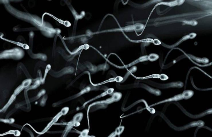 Spermatozoi calo fertilità maschile 