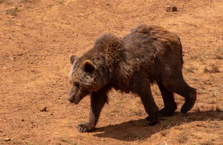 animali malati di scabbia