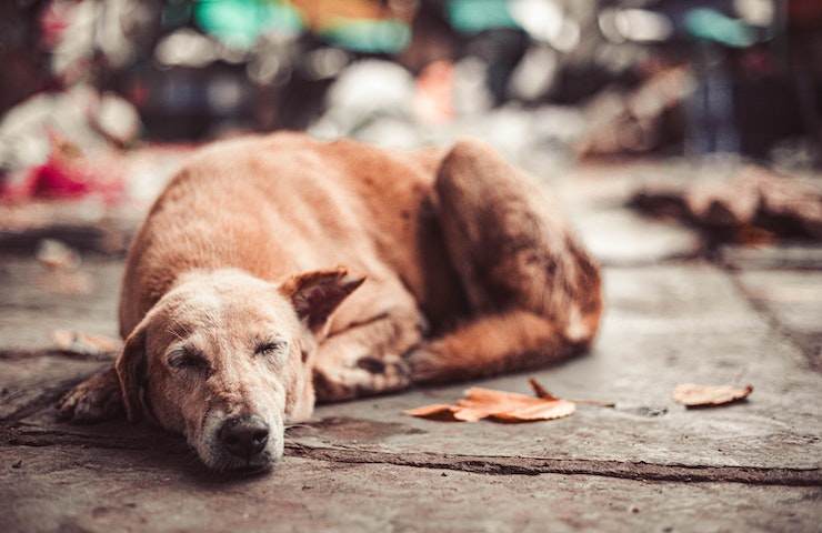 pensa sia un cane ma è un orso