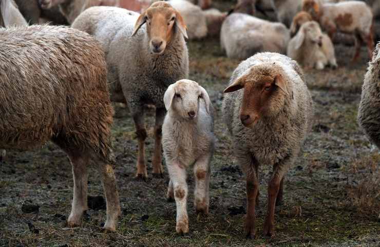 video delle pecore in cerchio
