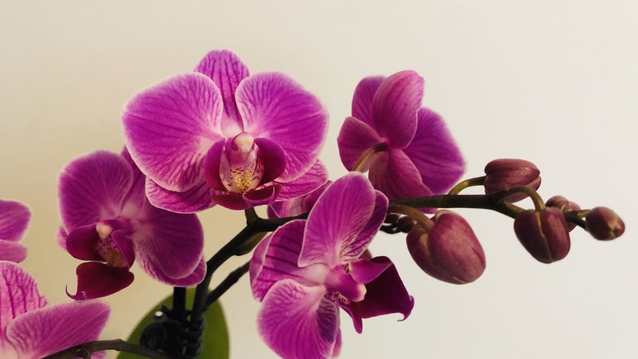 Orchidea, foglie luminose