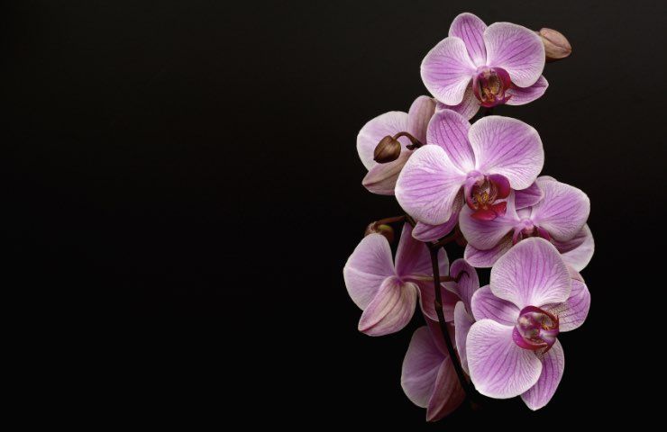 Orchidea, foglie luminose