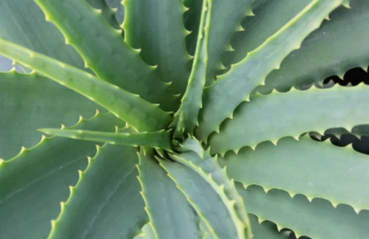 Aloe vera pianta