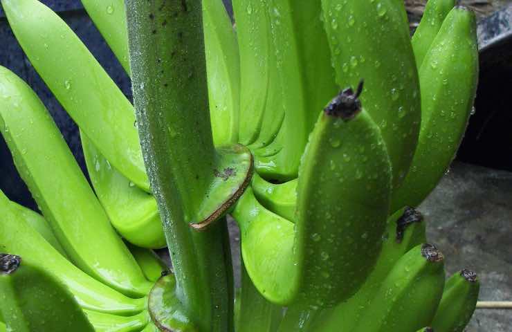 Banana Cavendish, geneticamente modificato