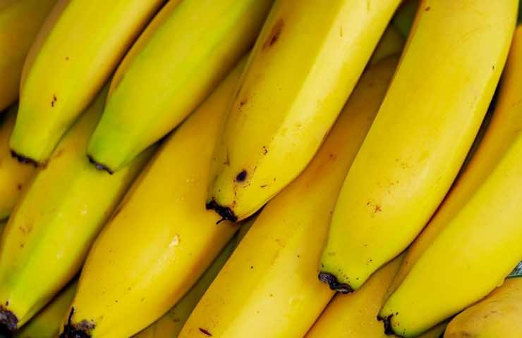 Banana Cavendish, geneticamente modificato