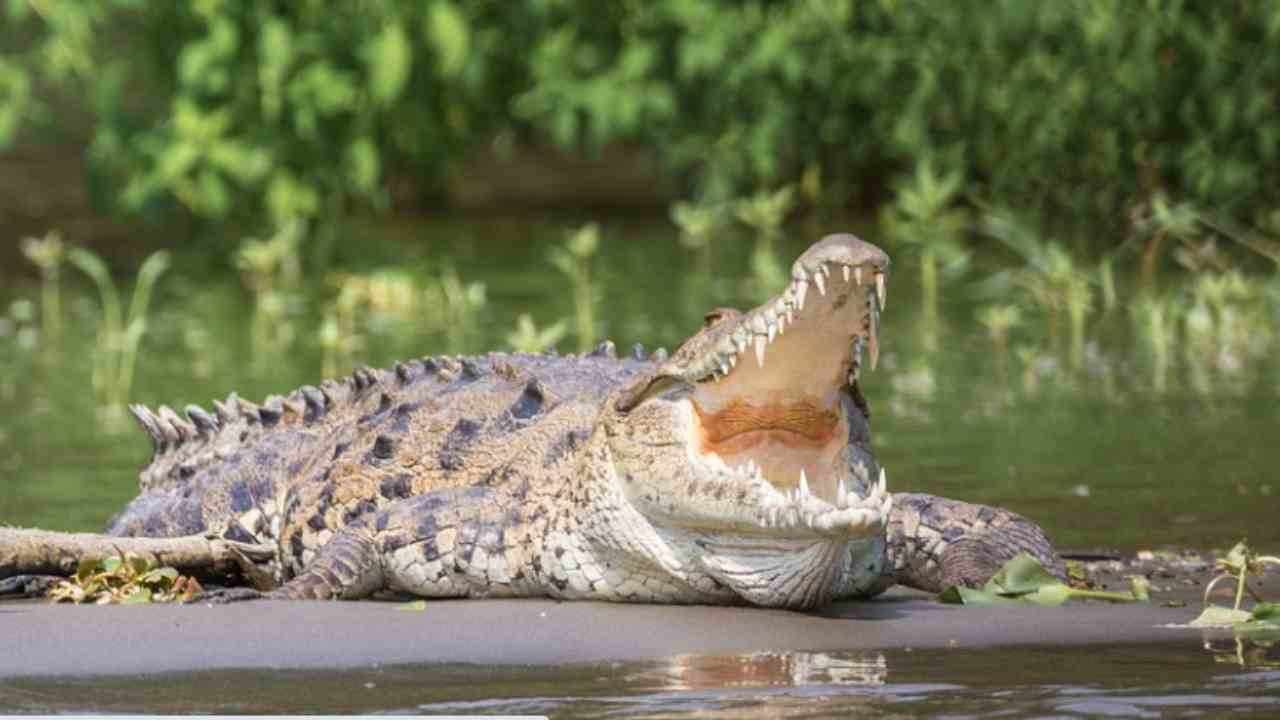 Coccodrillo vorace agguanta un cane