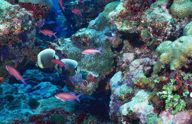 Oceano Indiano, avvistamento