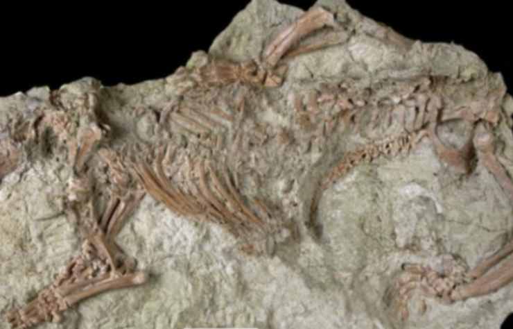 Fossile recuperato in Madagascar