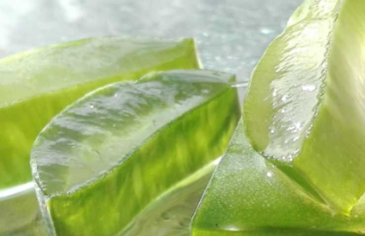 Gel di aloe vera