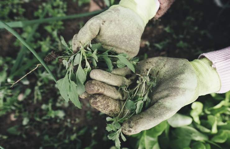 Giardino, multa se infrangi le regole