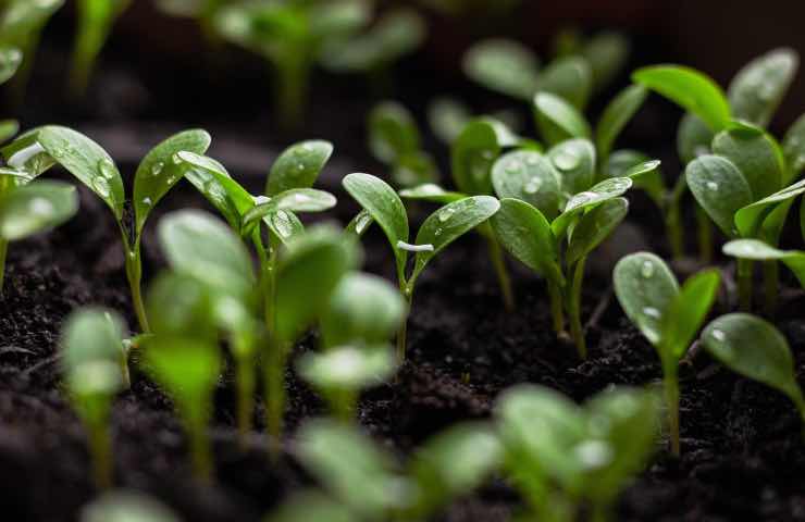 Giardino, multa se infrangi le regole