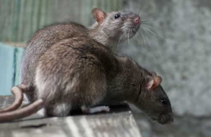 Invasione di ratti 