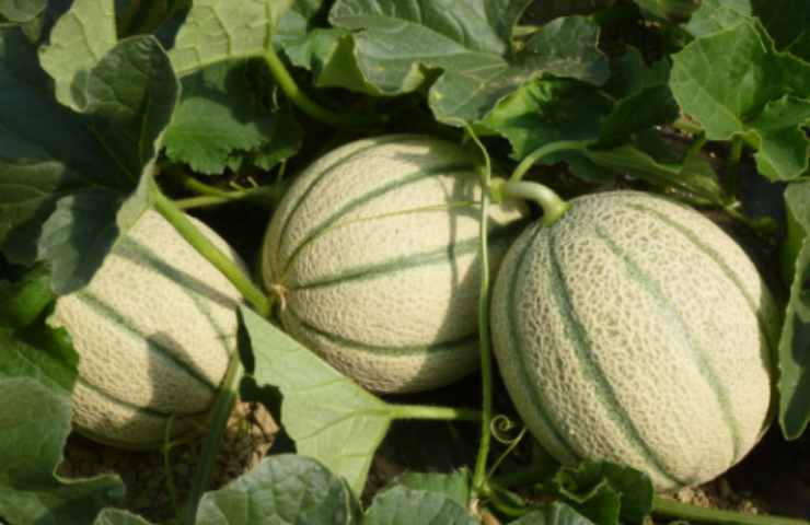 Meloni come fertilizzante