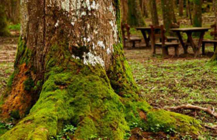 Muschio attaccato ad un albero