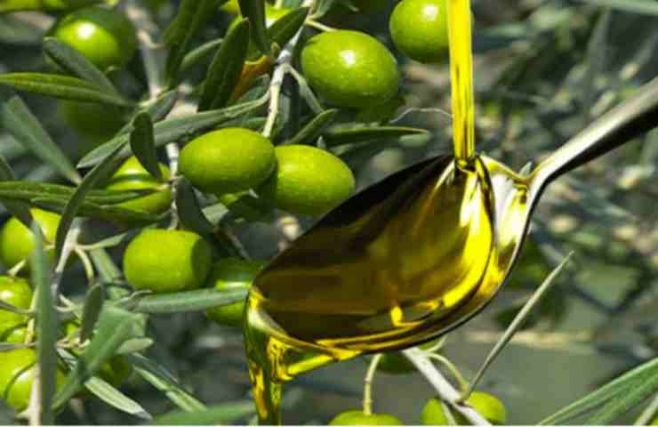 Olio d'oliva sulle piante
