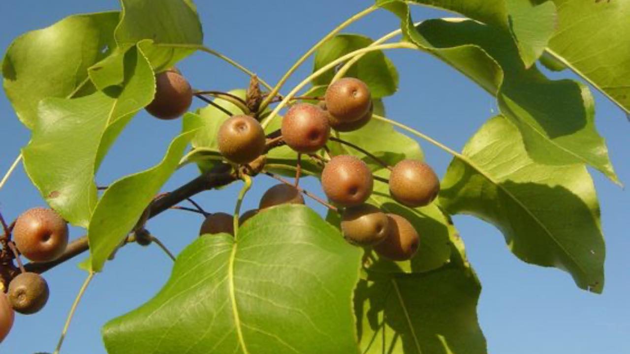 Pero da fiore, pianta illegale