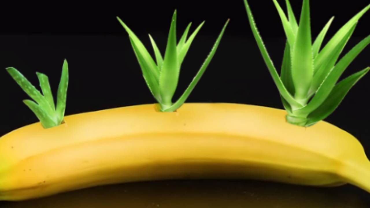 La banana come fertilizzante