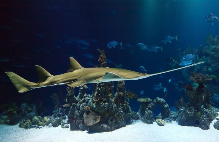 Oceano Indiano, avvistamento