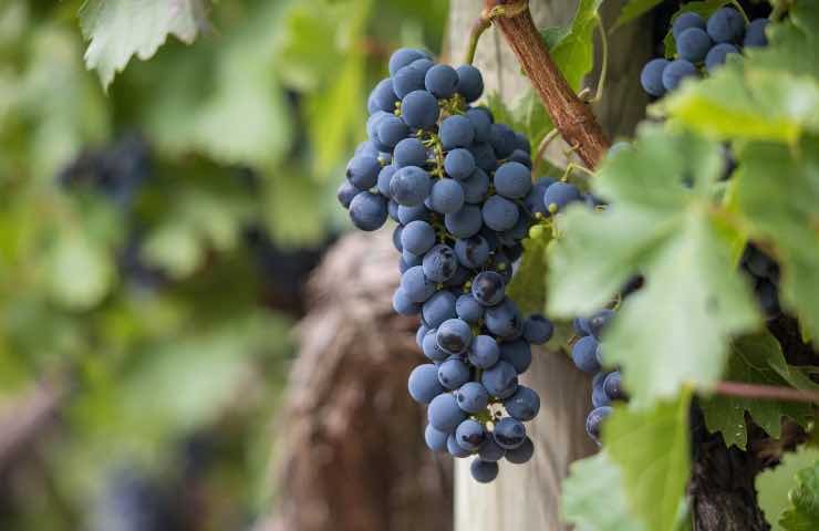 Vino, regioni che ne consumano di più